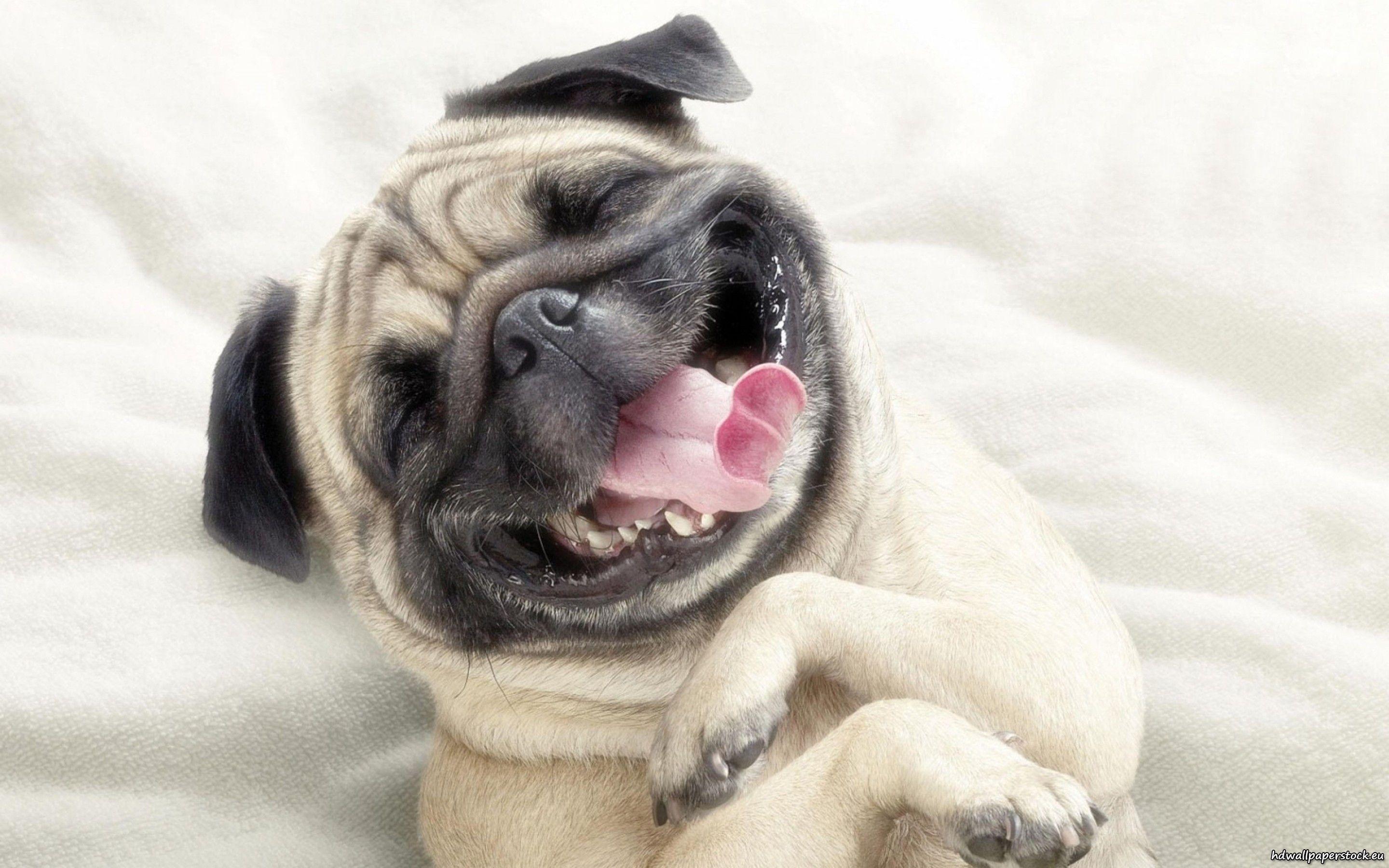 Funny Pug Full Hd Wallpapers Desktop - Pug Cute - HD Wallpaper 