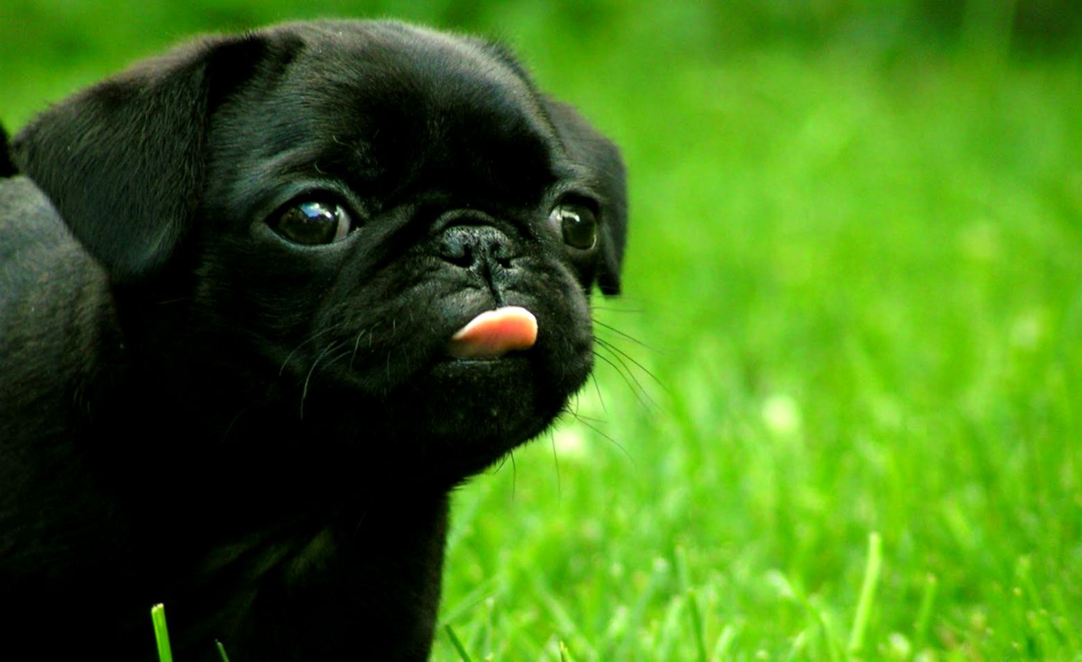 81 Pug Hd Wallpapers Background Images Wallpaper Abyss - Cute Pugs - HD Wallpaper 
