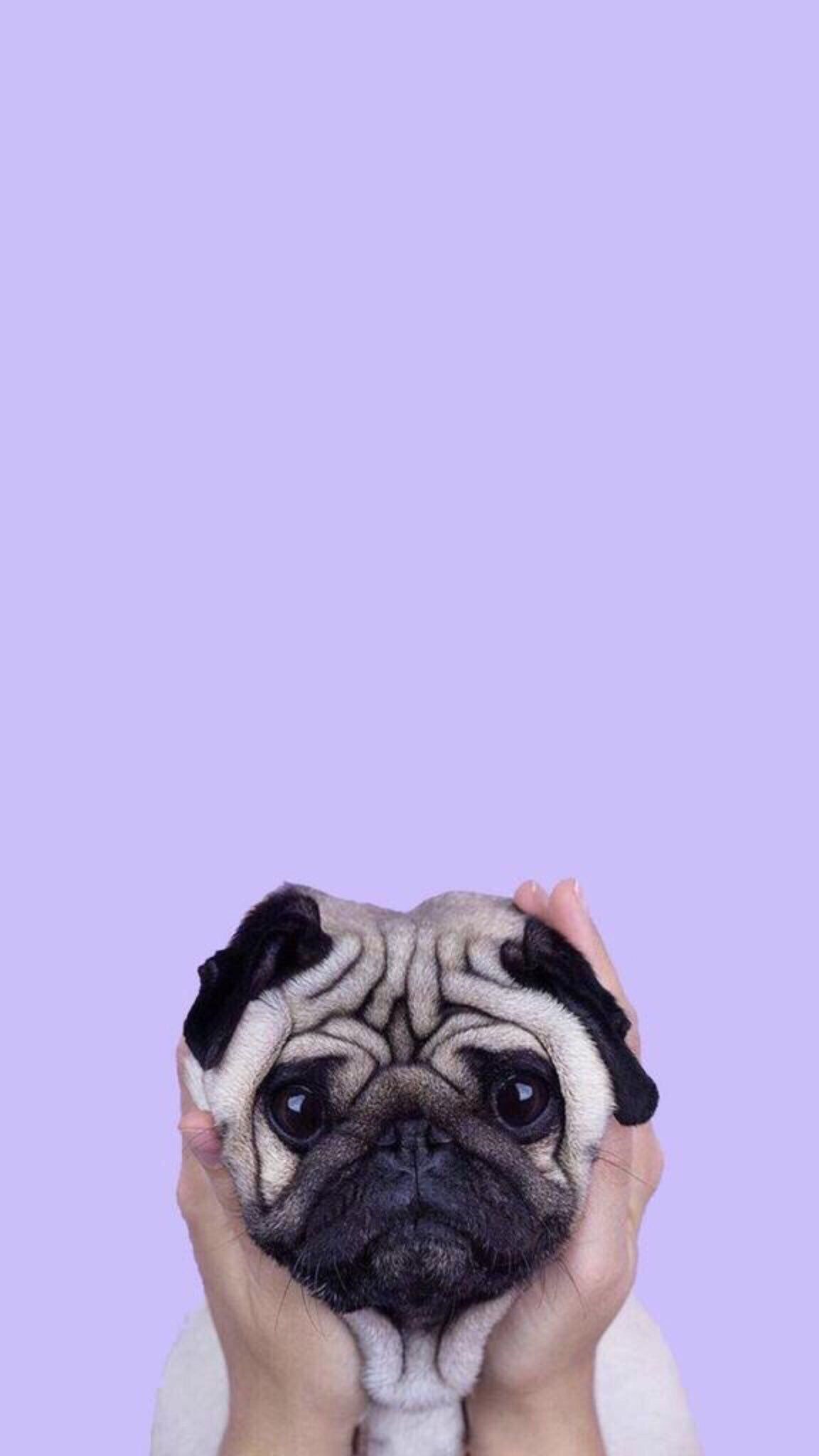Pug Wallpaper Iphone X - HD Wallpaper 