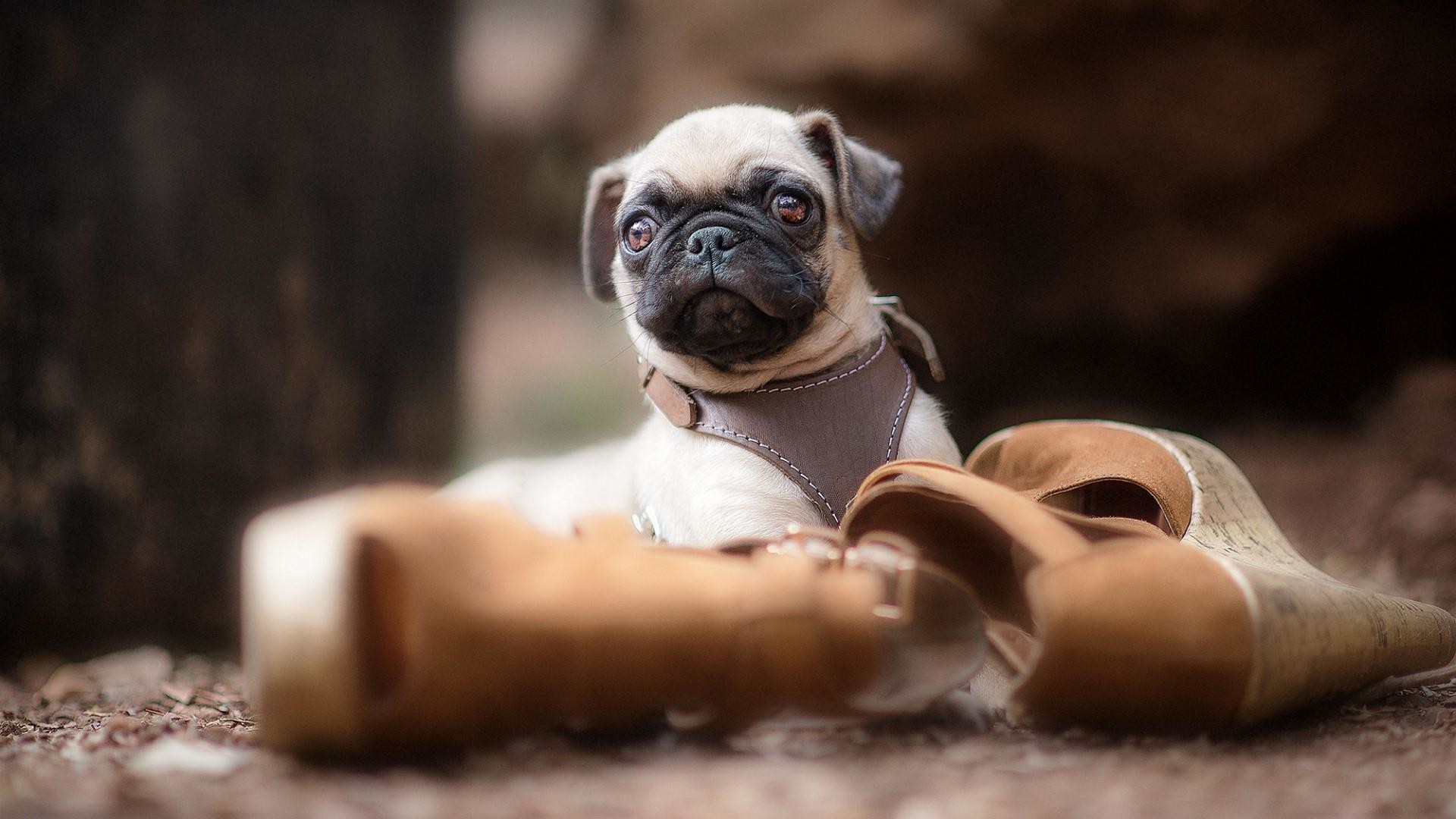 1920x1080, Pug Puppy With Shoes Wallpaper - Pug Hd - HD Wallpaper 