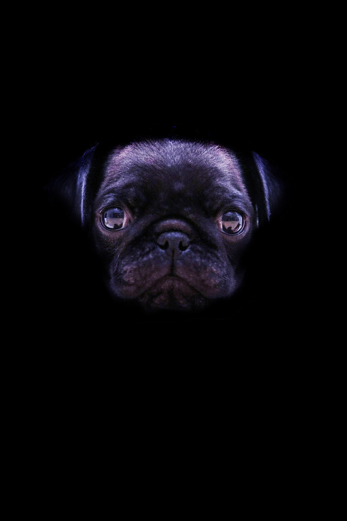 Black Pug Wallpaper Hd - HD Wallpaper 