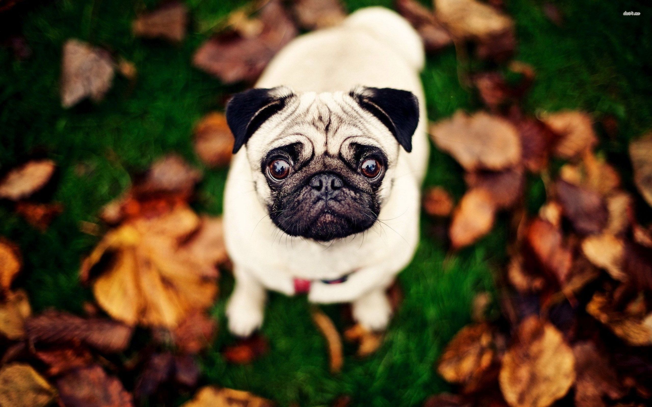 Pug Wallpaper Images - Background Pug - HD Wallpaper 