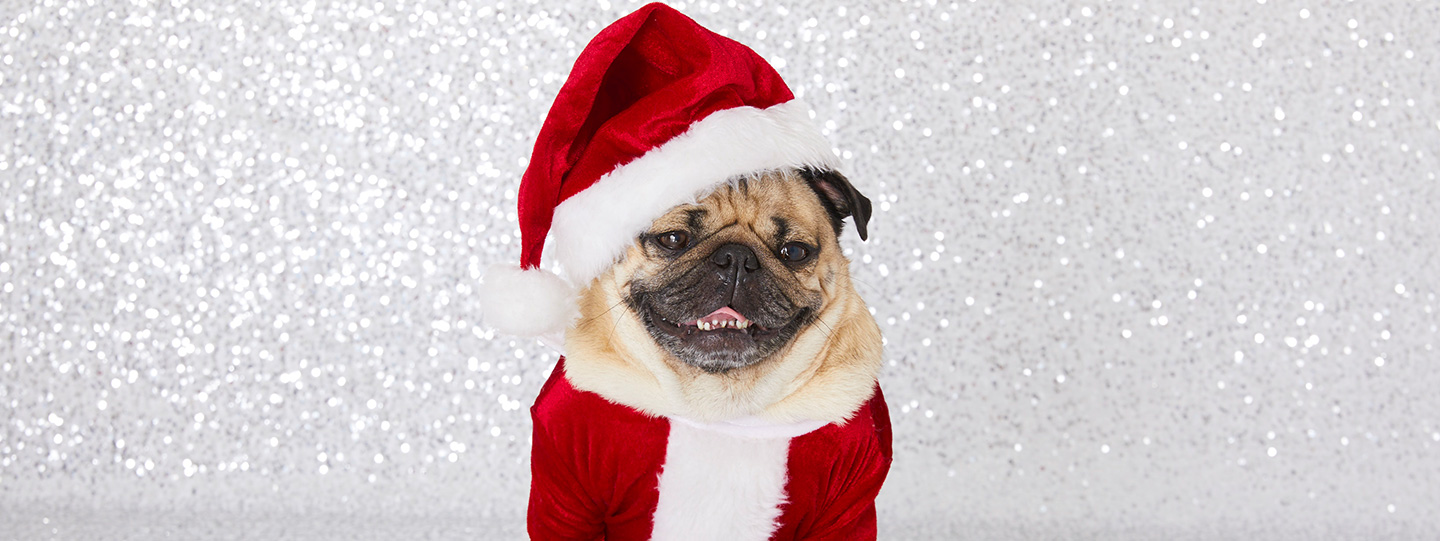 Pug - HD Wallpaper 