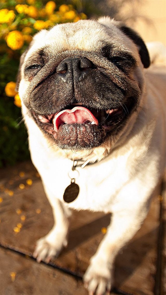 Cute Pug Dog Laughing Iphone 8 Wallpaper - Cute Dog Wallpaper Iphone - HD Wallpaper 