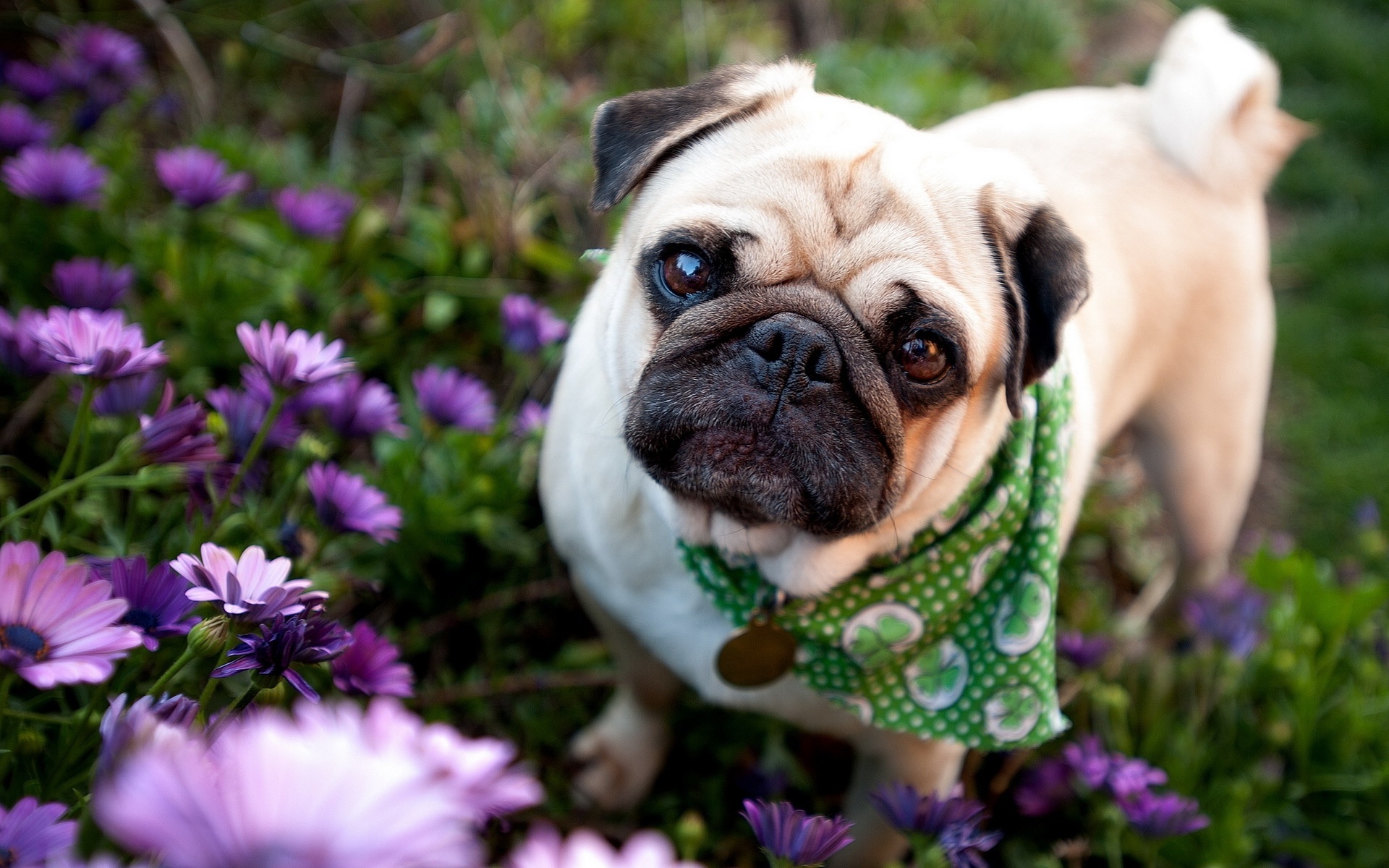 Pug - سگ پاگ - HD Wallpaper 