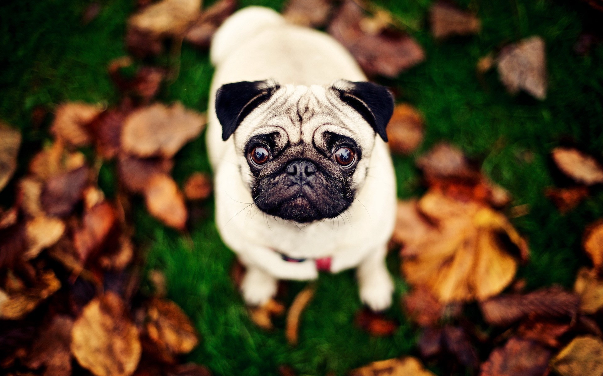 Pug Autumn Wallpaper - Cute Pug Wallpaper Hd - HD Wallpaper 