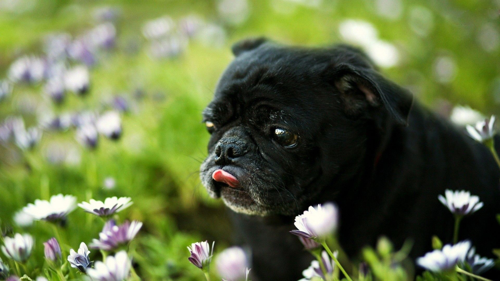 Black Wallpaper Pug - HD Wallpaper 