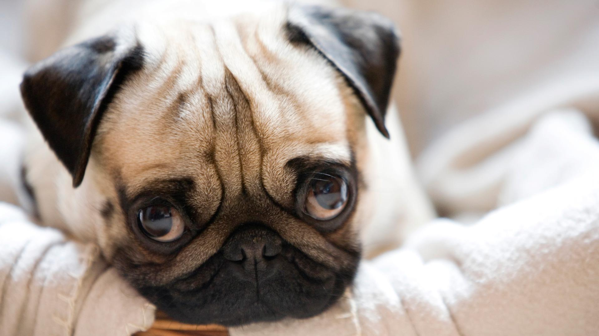 Pug Wallpaper Hd Pug Puppies 1920x1080 Wallpaper teahub.io