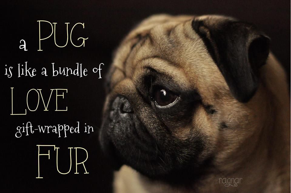 Pug Wallpaper - HD Wallpaper 