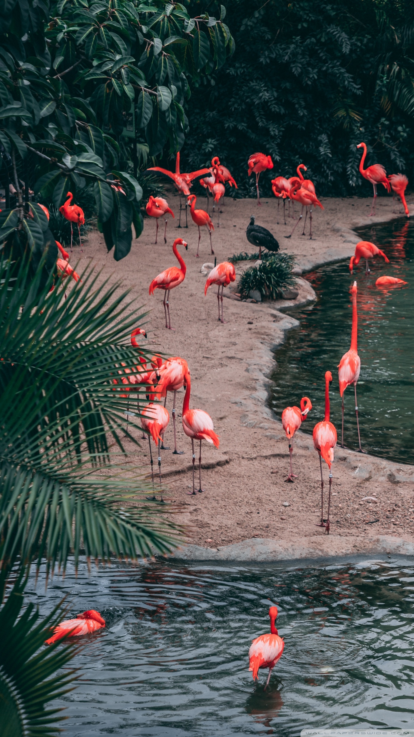 Flamingo Wallpaper Hd - HD Wallpaper 