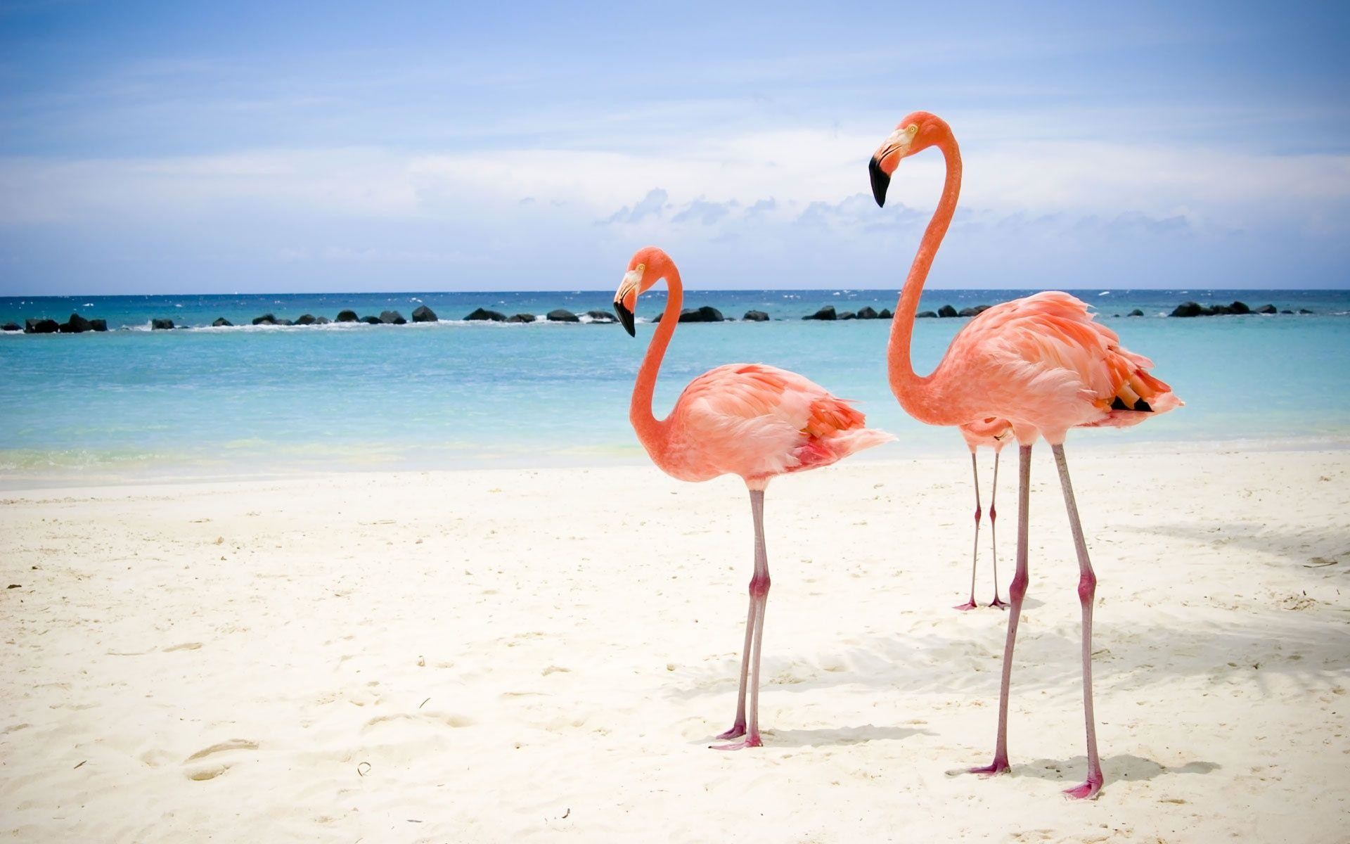 Most Downloaded Flamingo Wallpapers - Flamingos In Miami Beach - HD Wallpaper 
