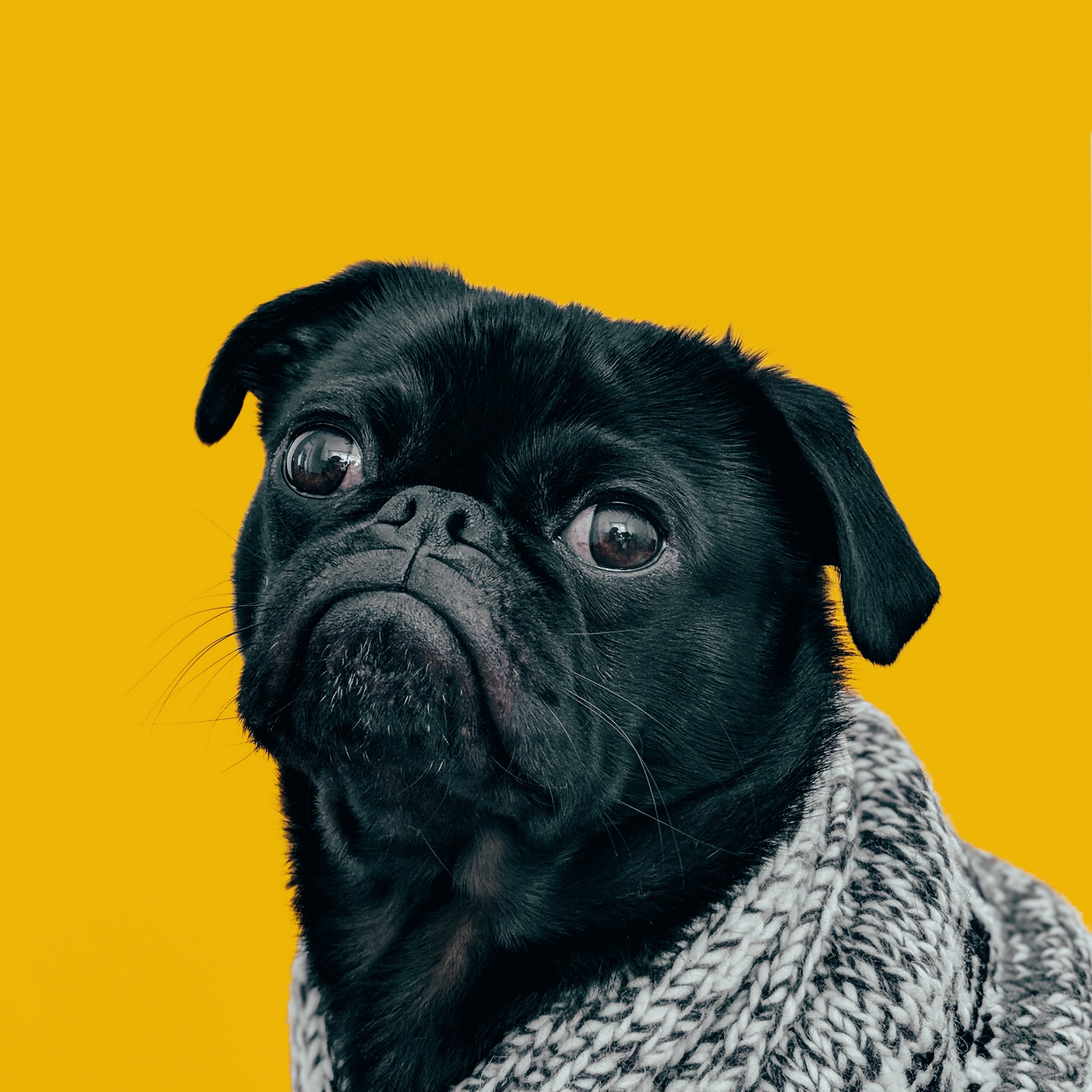 Wallpaper Pug, Dog, Muzzle, Look, Scarf - Black Pug With Yellow Background - HD Wallpaper 