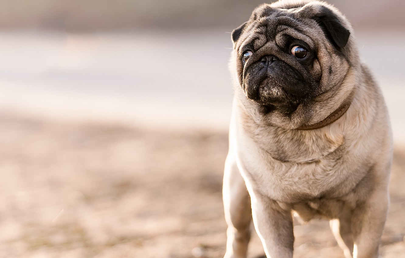 Photo Wallpaper Look, Background, Dog, Pug - Short Haired Pug - HD Wallpaper 