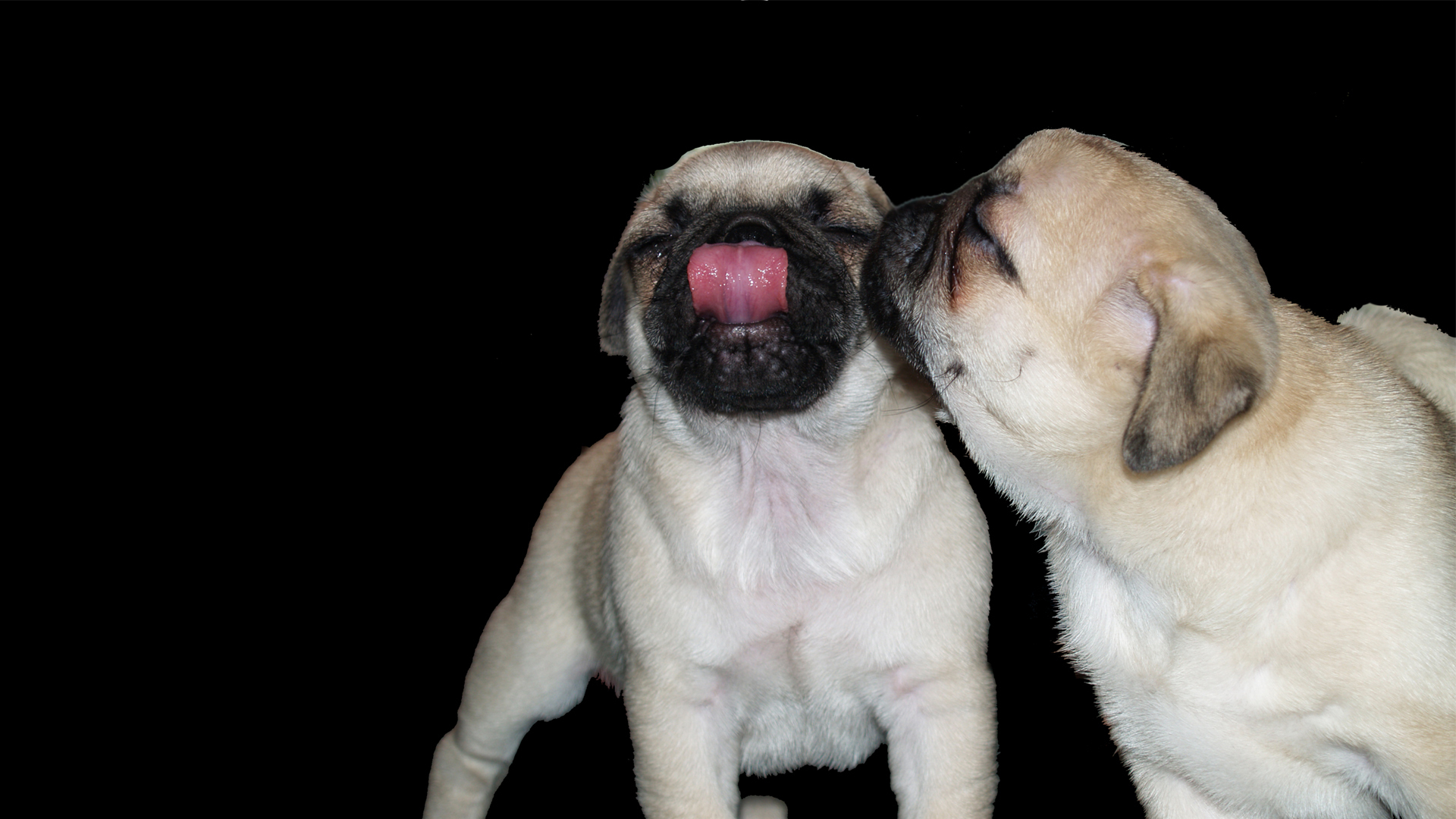 Beautiful Pug ♥ - Pug Wallpaper For Desktop - 1920x1080 Wallpaper - Beautiful Pug ♥ - Pug Wallpaper For Desktop - 1920x1080 Wallpaper -