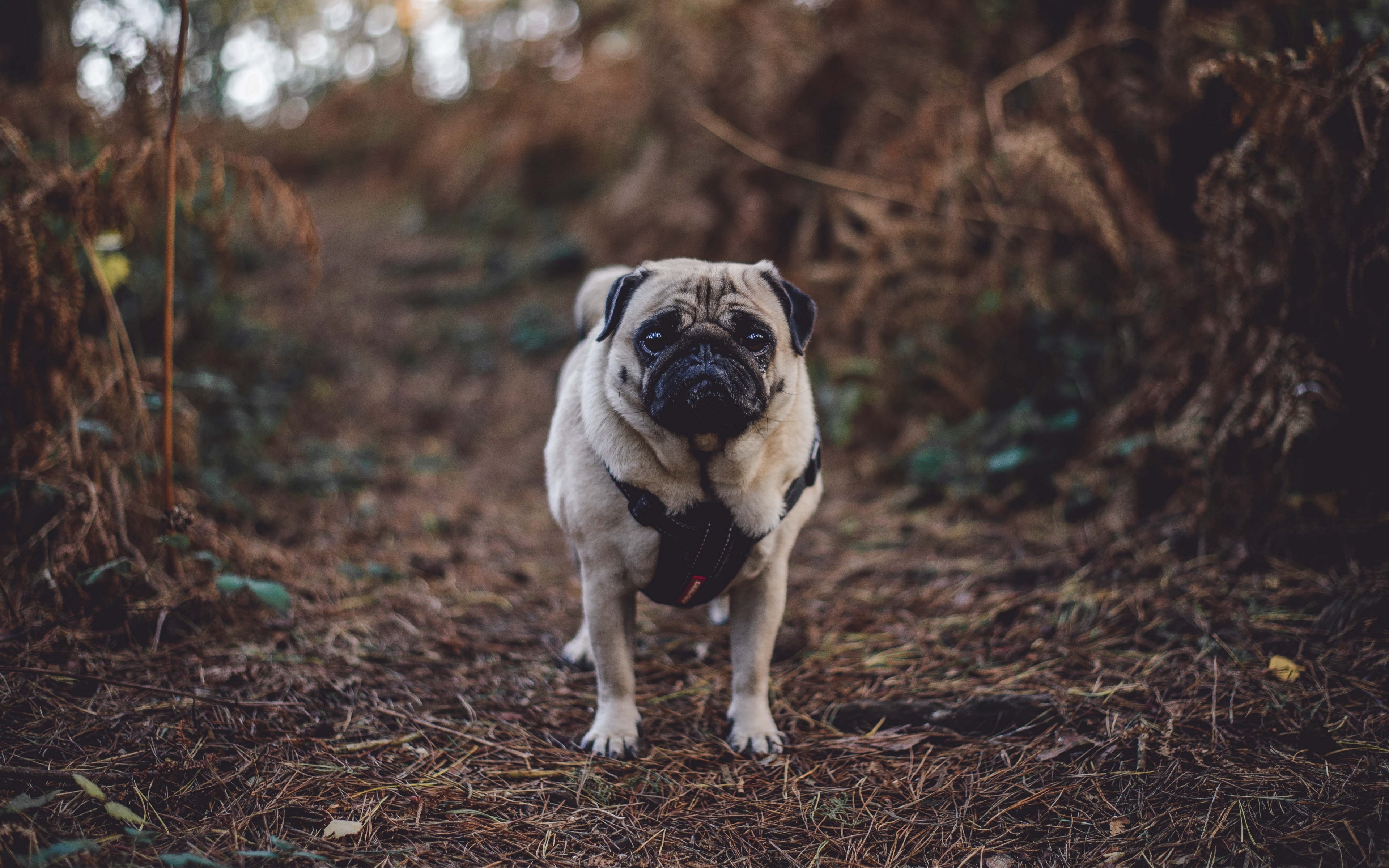 Wallpaper Pug, Dog, Walk - HD Wallpaper 