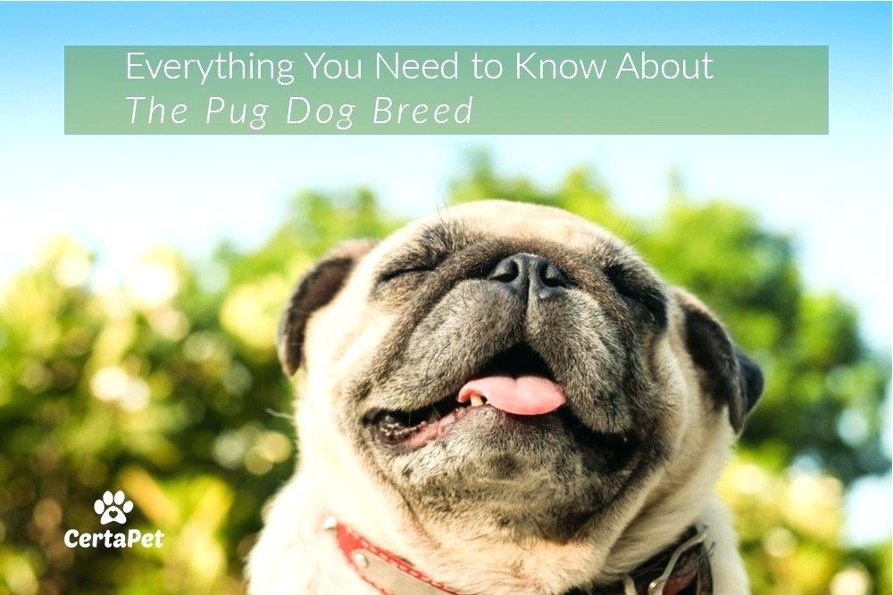 Animal Pugs - HD Wallpaper 