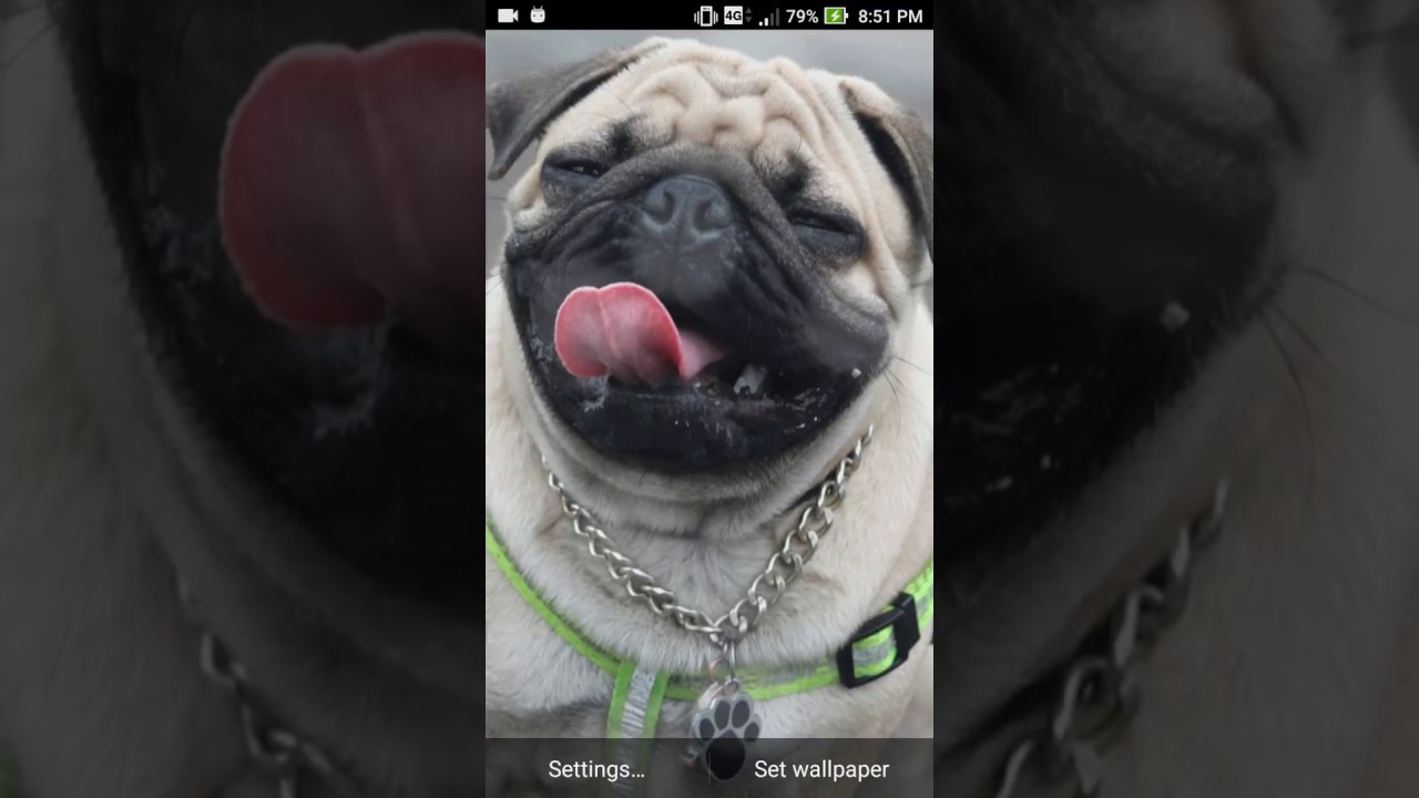 Scary Face Live Wallpaper Android App - Wrinkly Dogs - 1280x720 Wallpaper -  