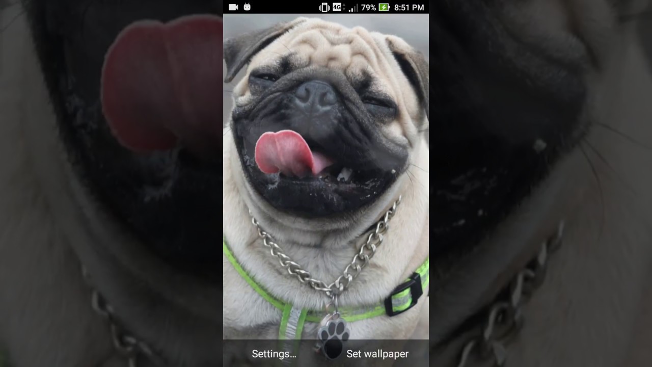 Scary Face Live Wallpaper Android App - Wrinkly Dogs - HD Wallpaper 