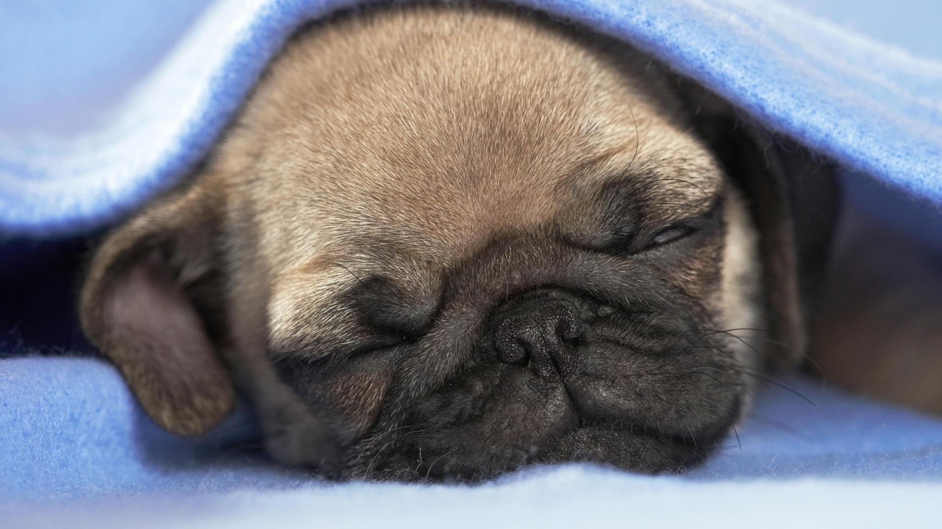 Pug Wallpaper - Hd Pug Puppies Background - HD Wallpaper 