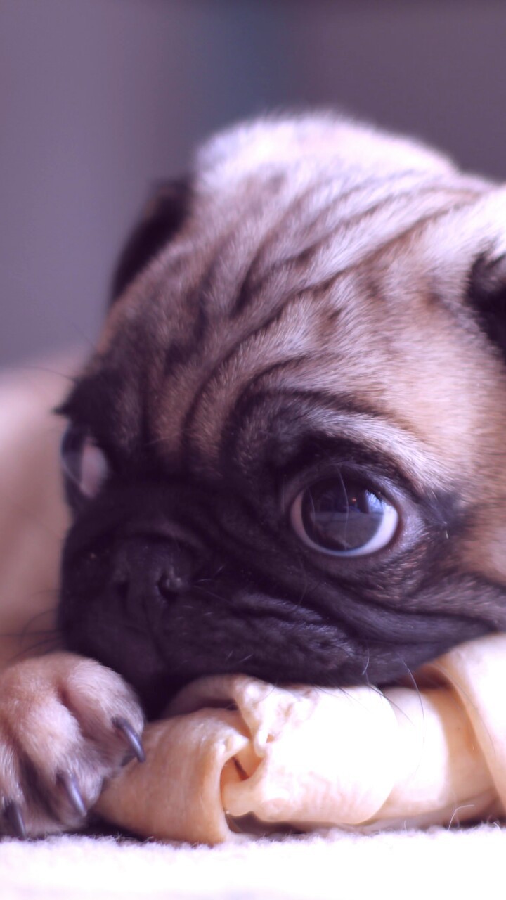 Pug And Wallpaper Image - Pug - HD Wallpaper 