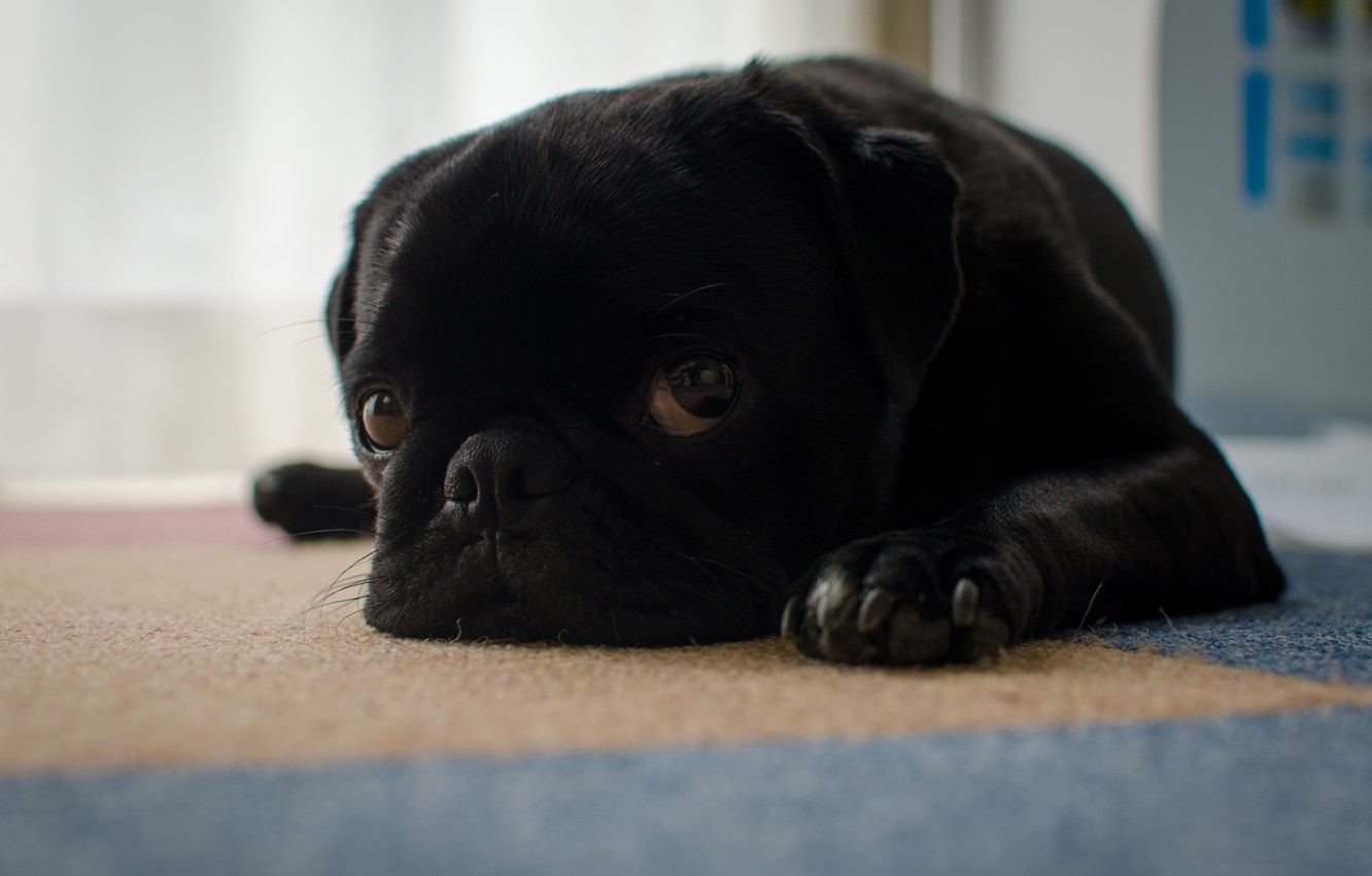 Photo Wallpaper Sadness, Look, Each, Dog, Pug - Pug - HD Wallpaper 