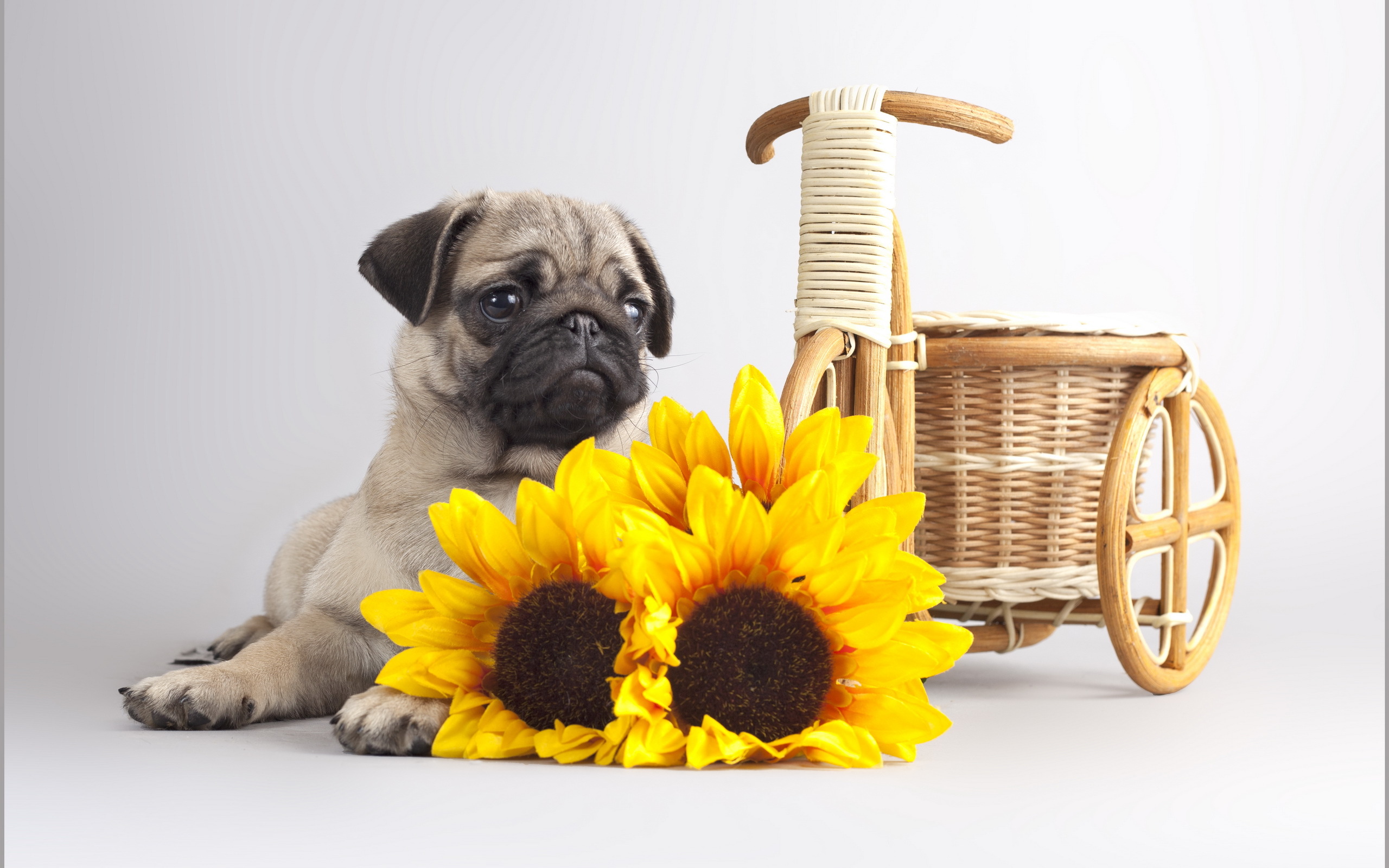 Pug - HD Wallpaper 
