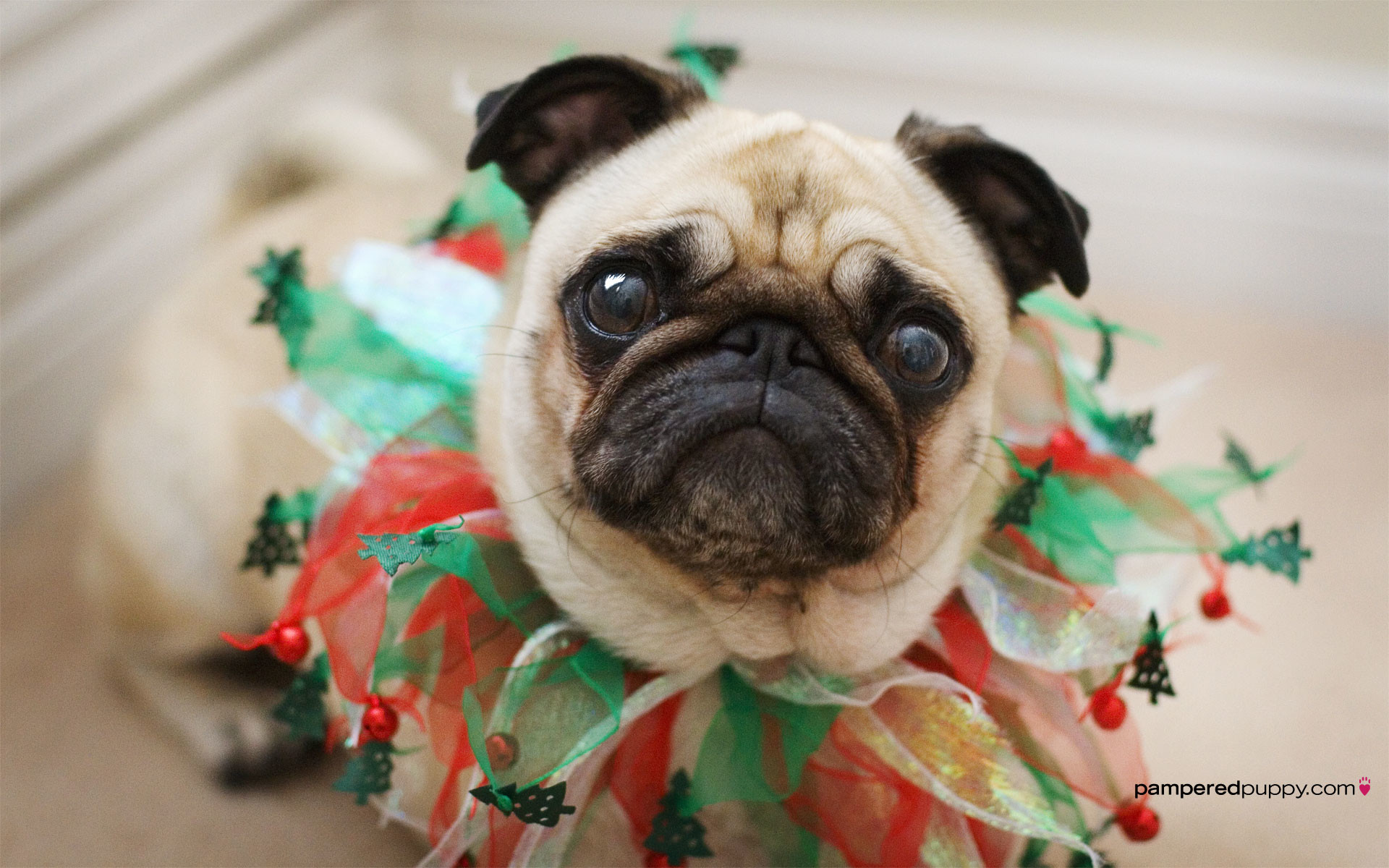 Easter Pug Wallpaper 
 Data Src Free Download Easter - Christmas Wallpapers With Pugs - HD Wallpaper 