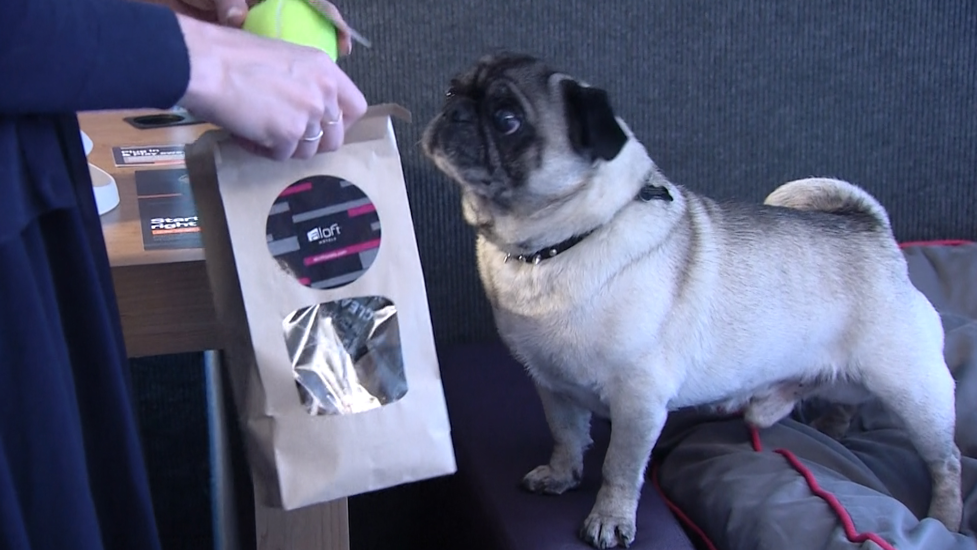 Pug - HD Wallpaper 