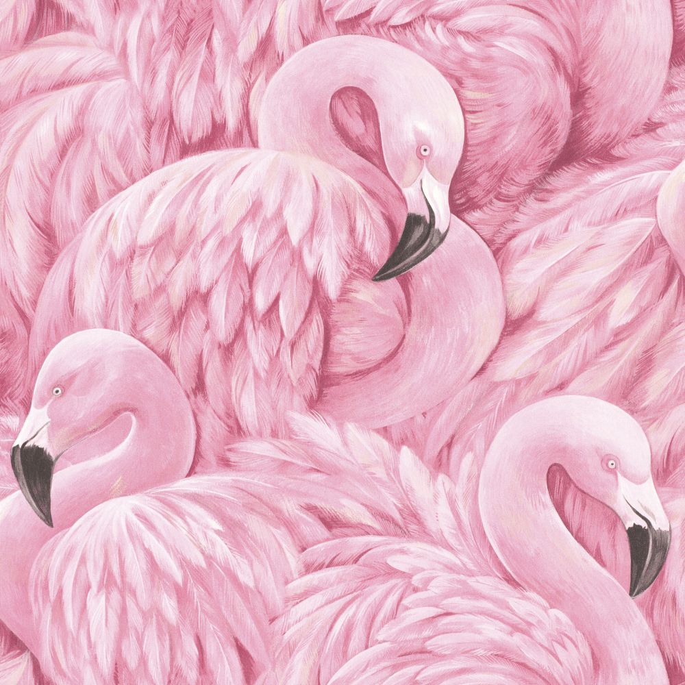 Flamingo Rasch - HD Wallpaper 