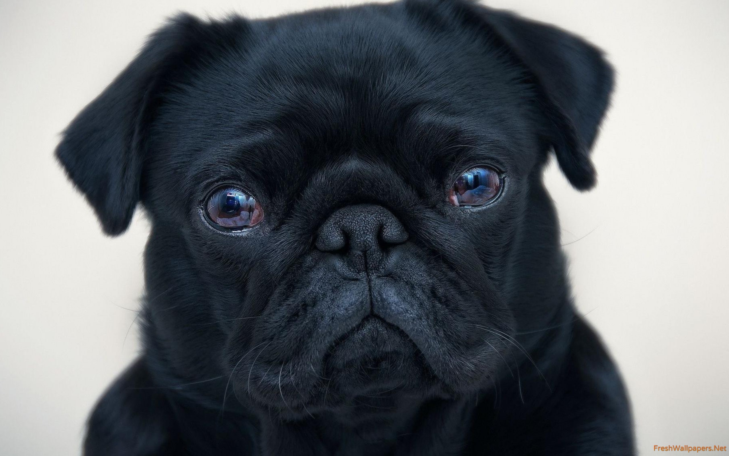 Black Pug Face Png - HD Wallpaper 