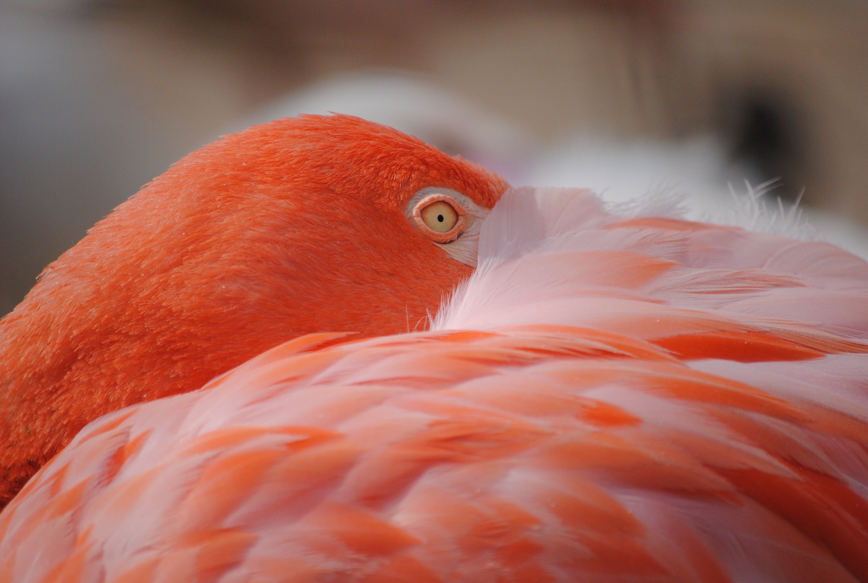 Plumes De Flamant Rose - HD Wallpaper 