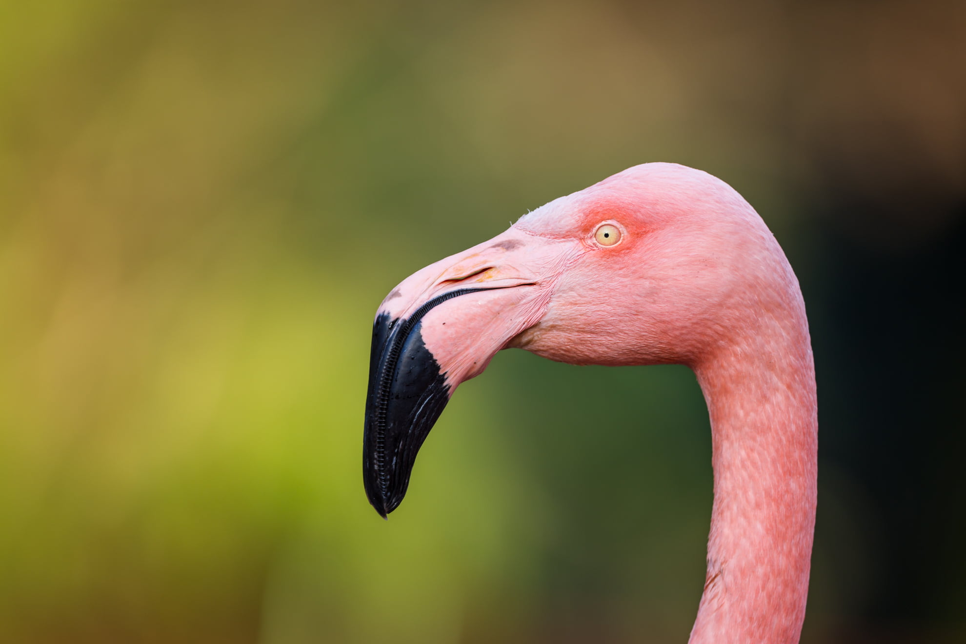 Greater Flamingo - HD Wallpaper 