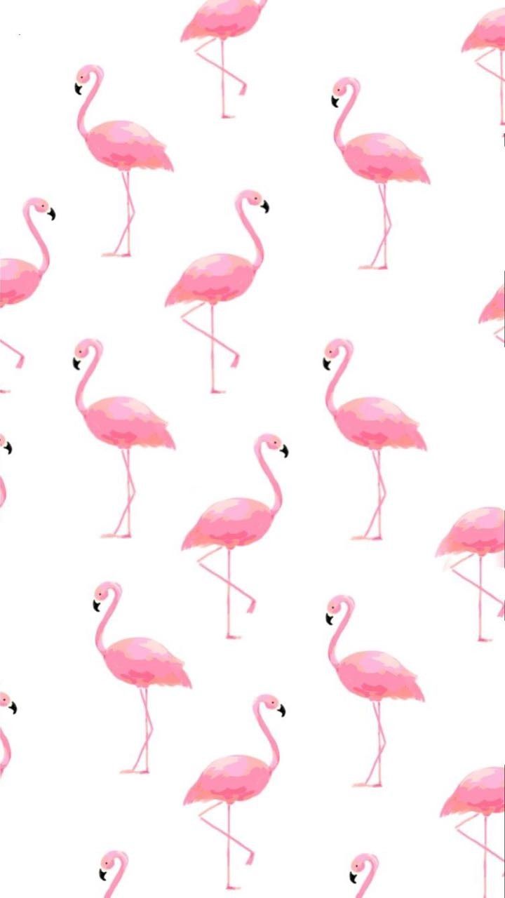 Cute Wallpapers Flamingos - HD Wallpaper 