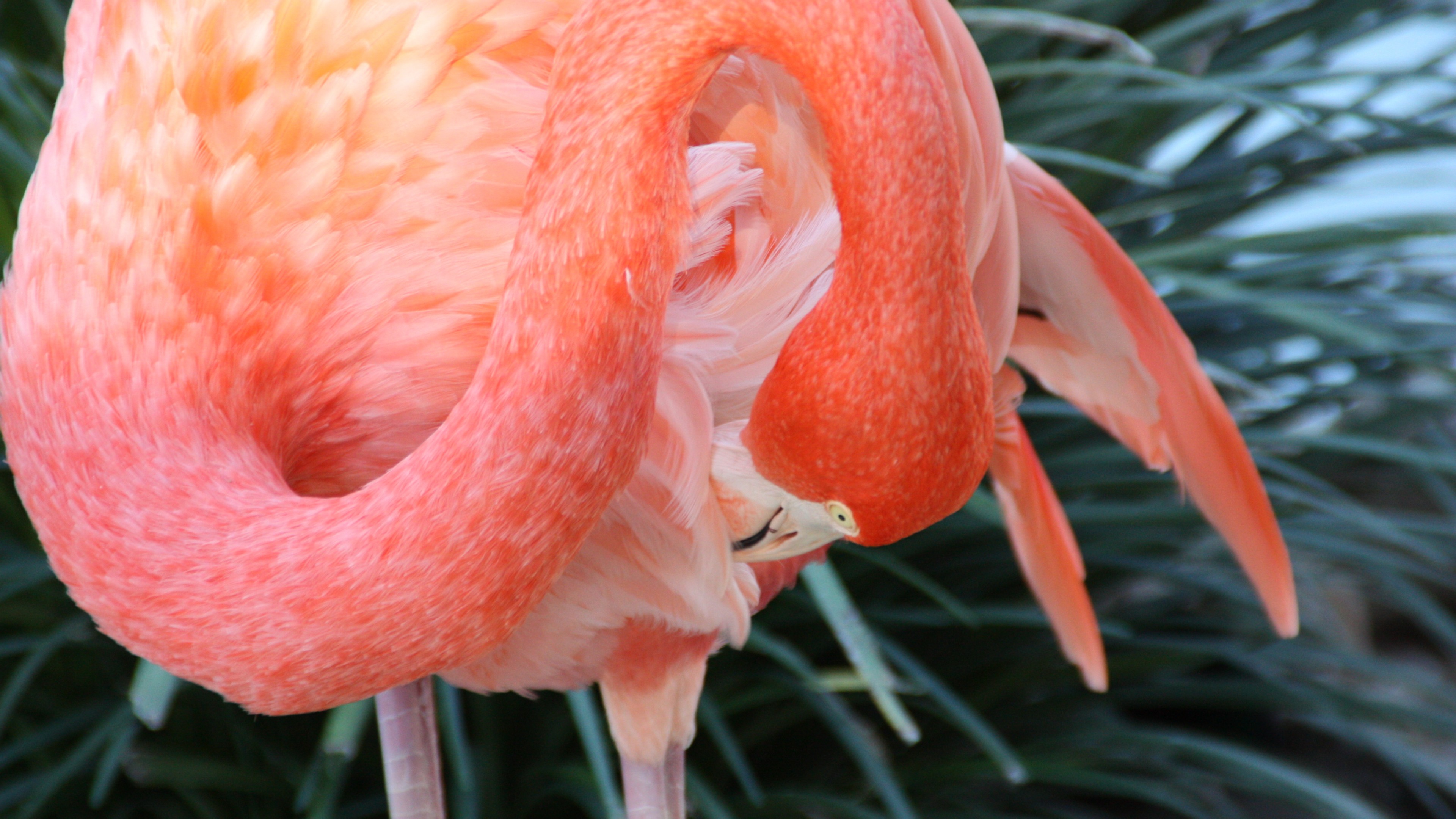 Flamingo Hd - HD Wallpaper 