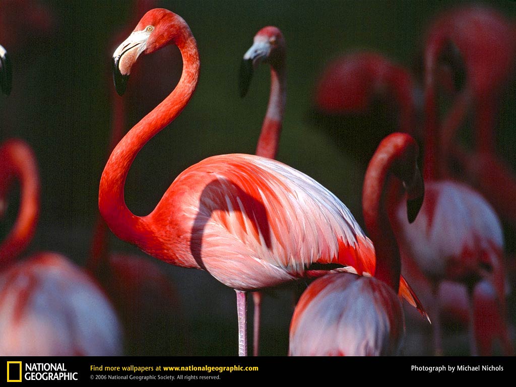 Free Flamingo Wallpaper Wallpapers Download - Flamingos In Sardinia - HD Wallpaper 