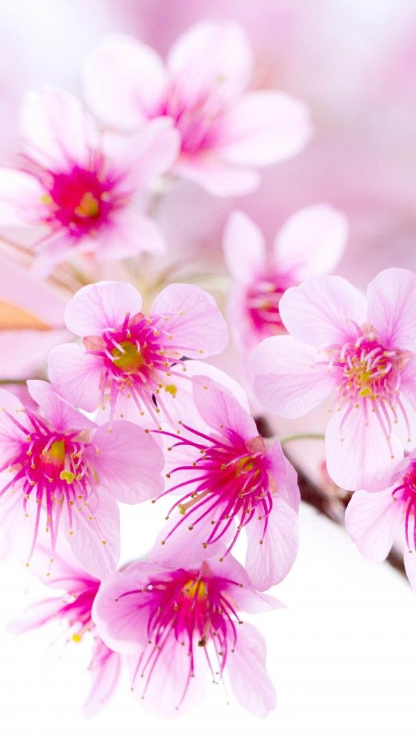 Flowers Hd Wallpapers Full Size - HD Wallpaper 