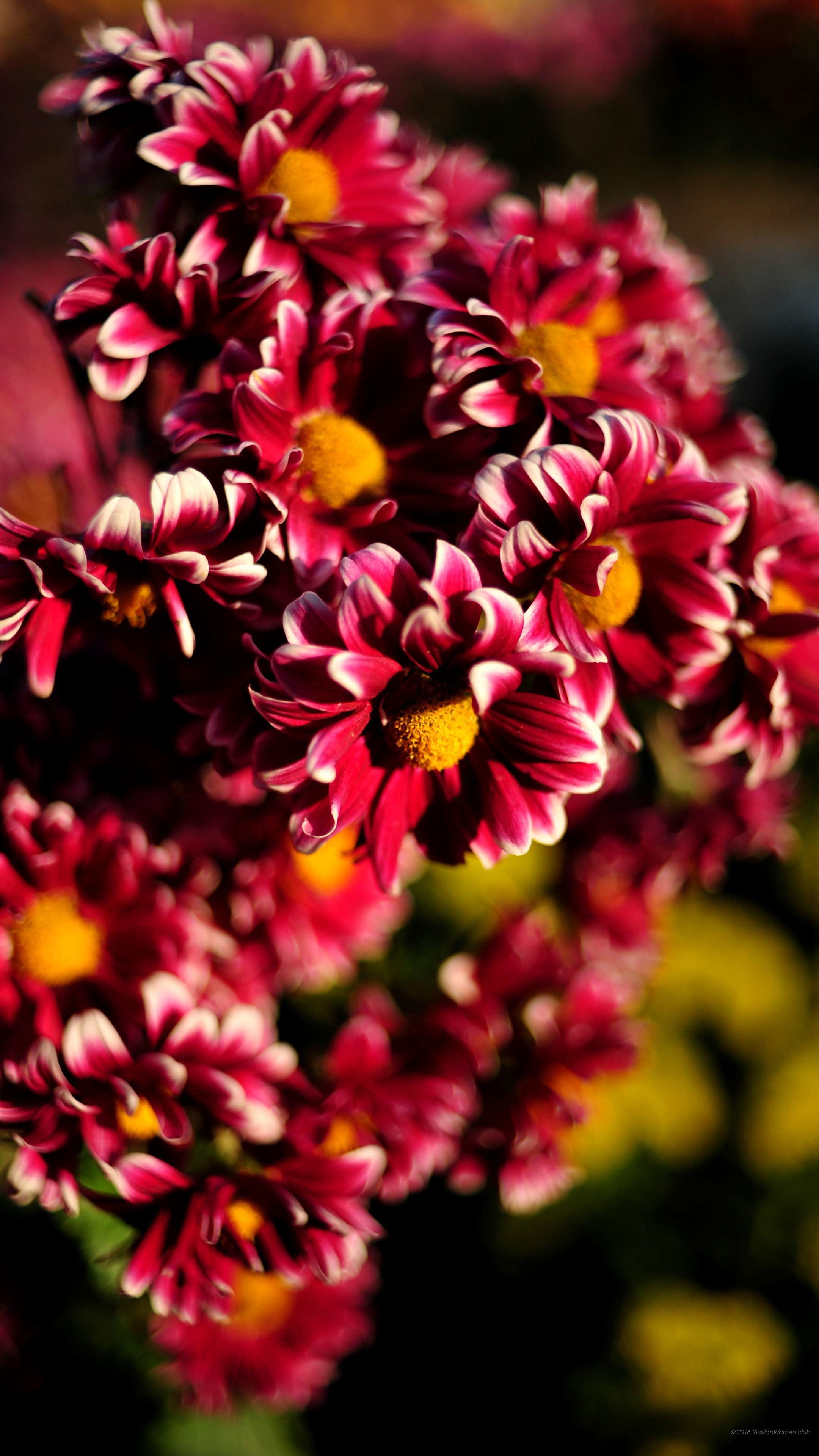 Beautiful Flower Wallpapers Mobile Phone Data-src - Flowers Wallpapers For Mobile - 2160x3840 Wallpaper Beautiful Flower Wallpapers Mobile Phone Data-src - Flowers Wallpapers For Mobile - 2160x3840 Wallpaper