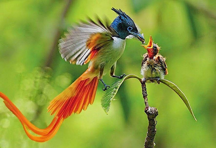 Hd Wallpapers For Android Mobile Free Download - Baby Bird Of Paradise - HD Wallpaper 