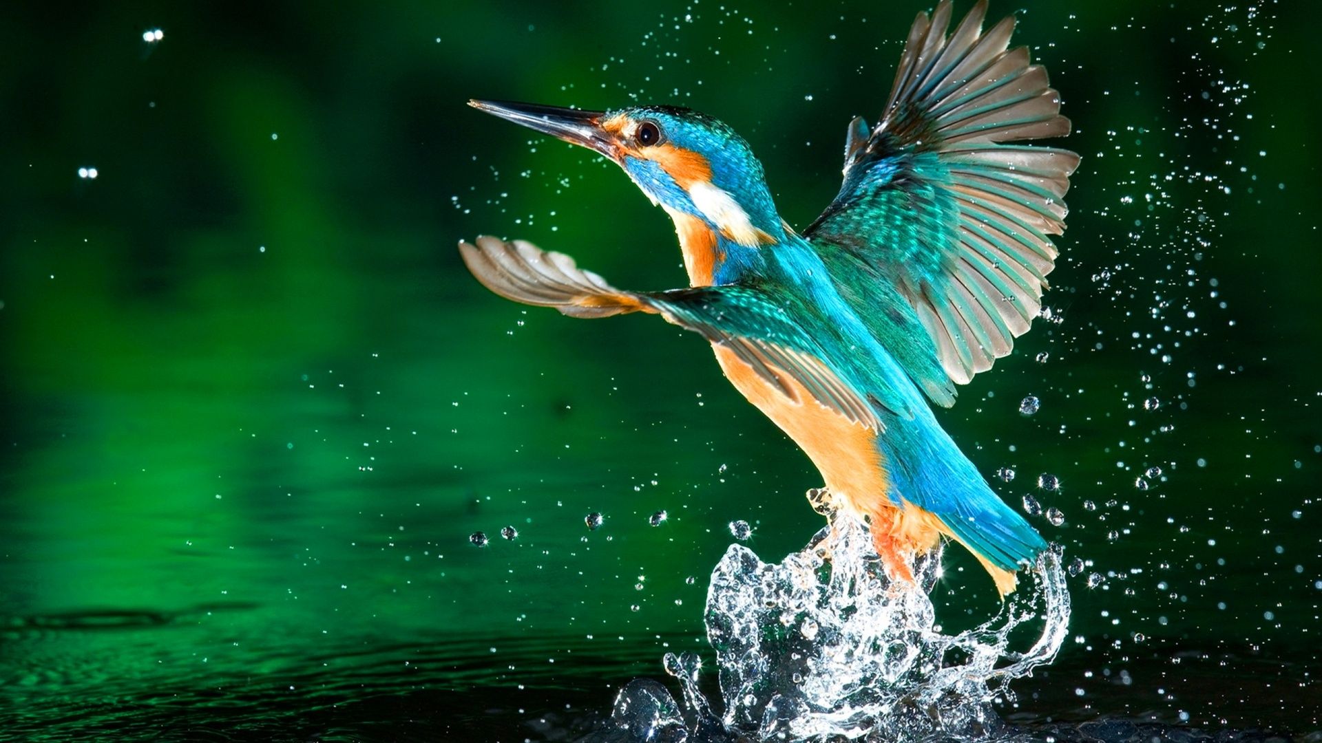 Bird Flying In Water - HD Wallpaper 