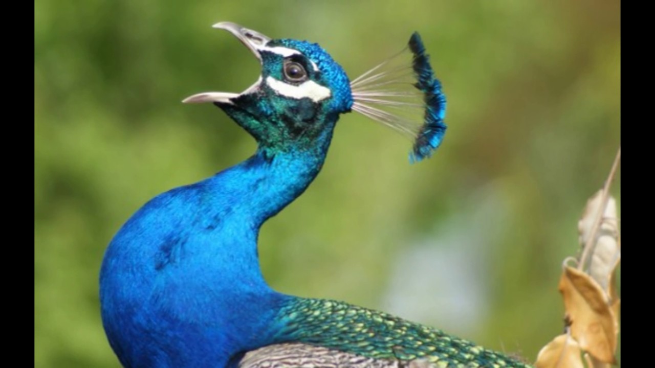 Peacock Crying - HD Wallpaper 