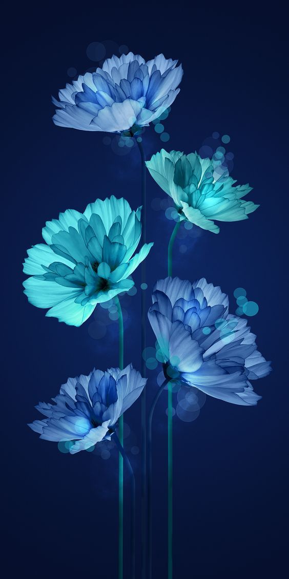 Hd Flower Wallpapers Iphone - HD Wallpaper 