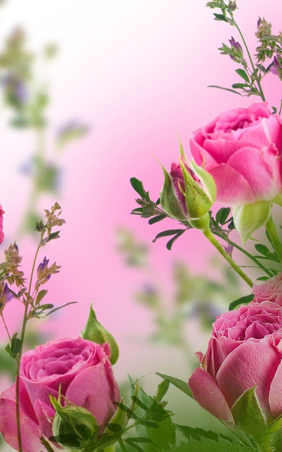 Pink Flowers Live Wallpaper - Pink Flowers - HD Wallpaper 