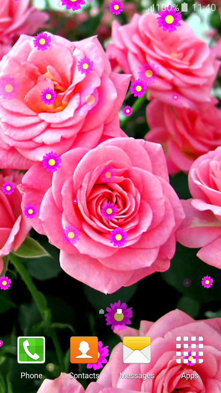 Rose Flower Live Wallpapers - Mawar Wallpaper Bunga - HD Wallpaper 
