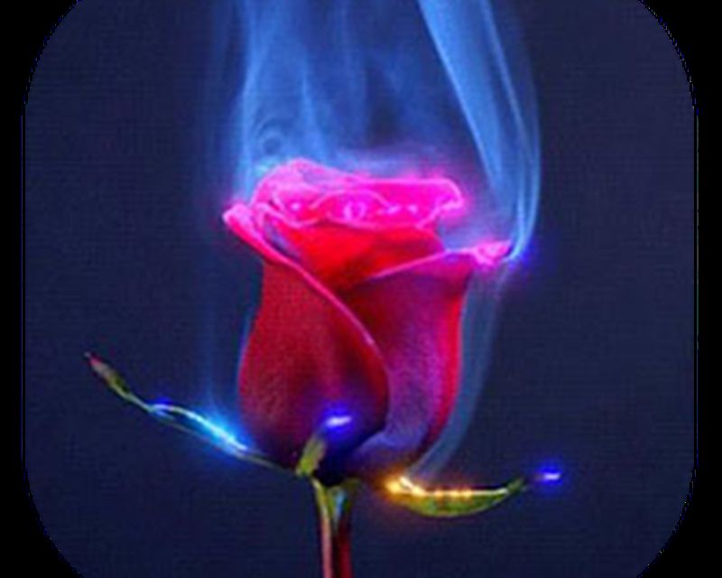 Imagen Lovely Rose Live Wallpaper 0big - Rose Live - HD Wallpaper 