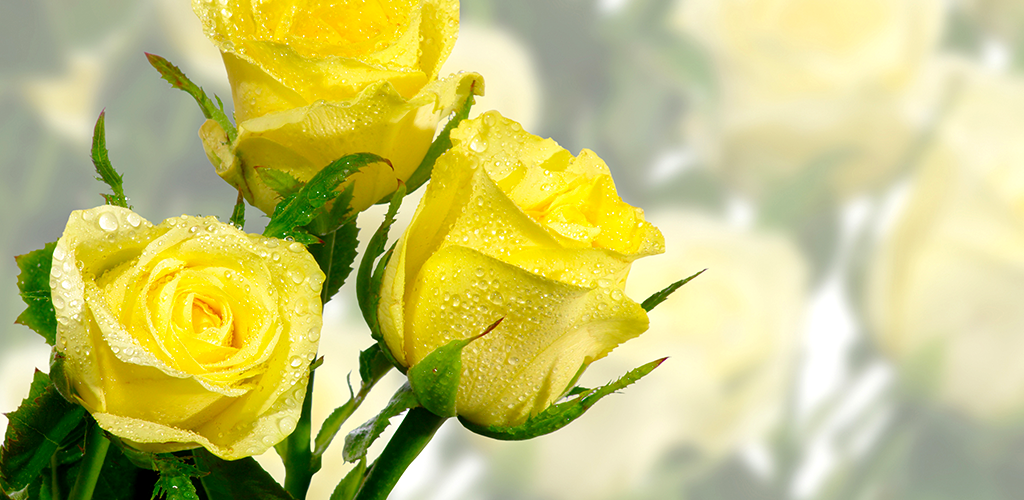Three Yellow Roses - HD Wallpaper 