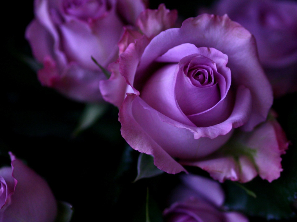Good Morning Tuesday Roses - HD Wallpaper 