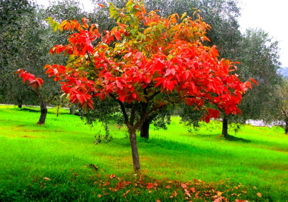 Forest Colors Tree Autumn Beautiful Live Wallpapers - Forest Birds Live Wallpaper Download - HD Wallpaper 