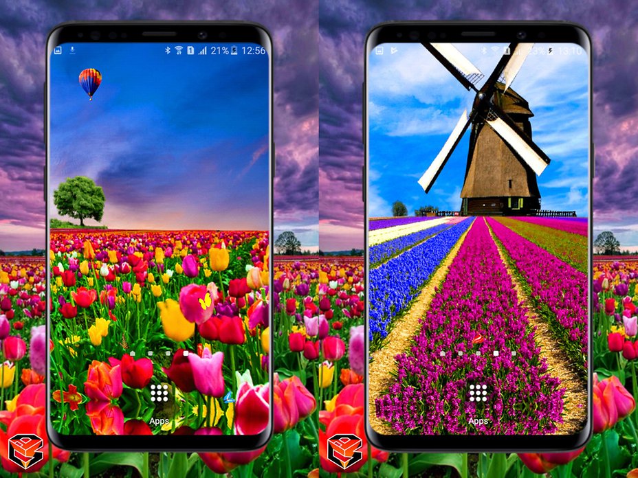 Tulip - HD Wallpaper 