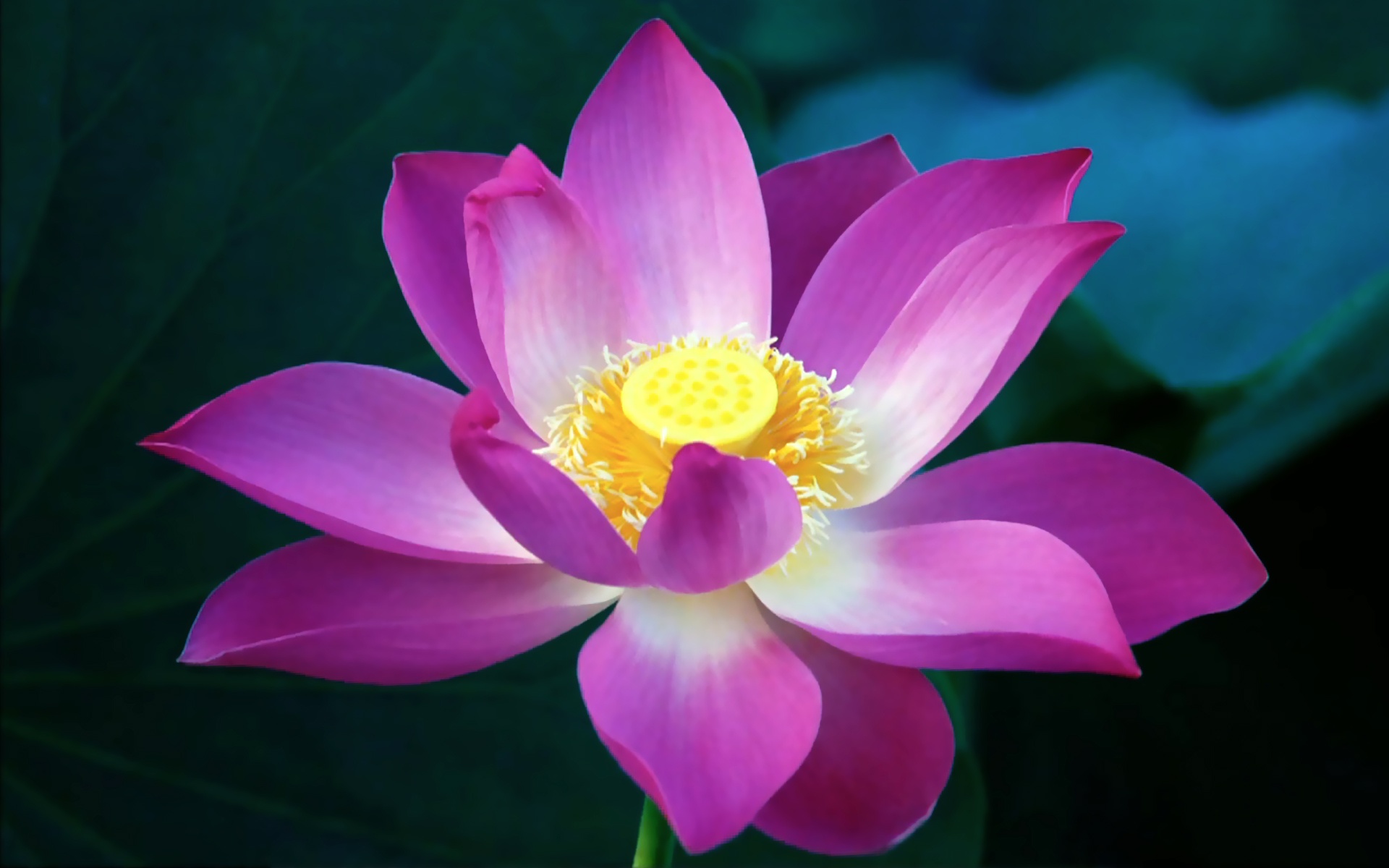 Flowers Hd Lotus - HD Wallpaper 
