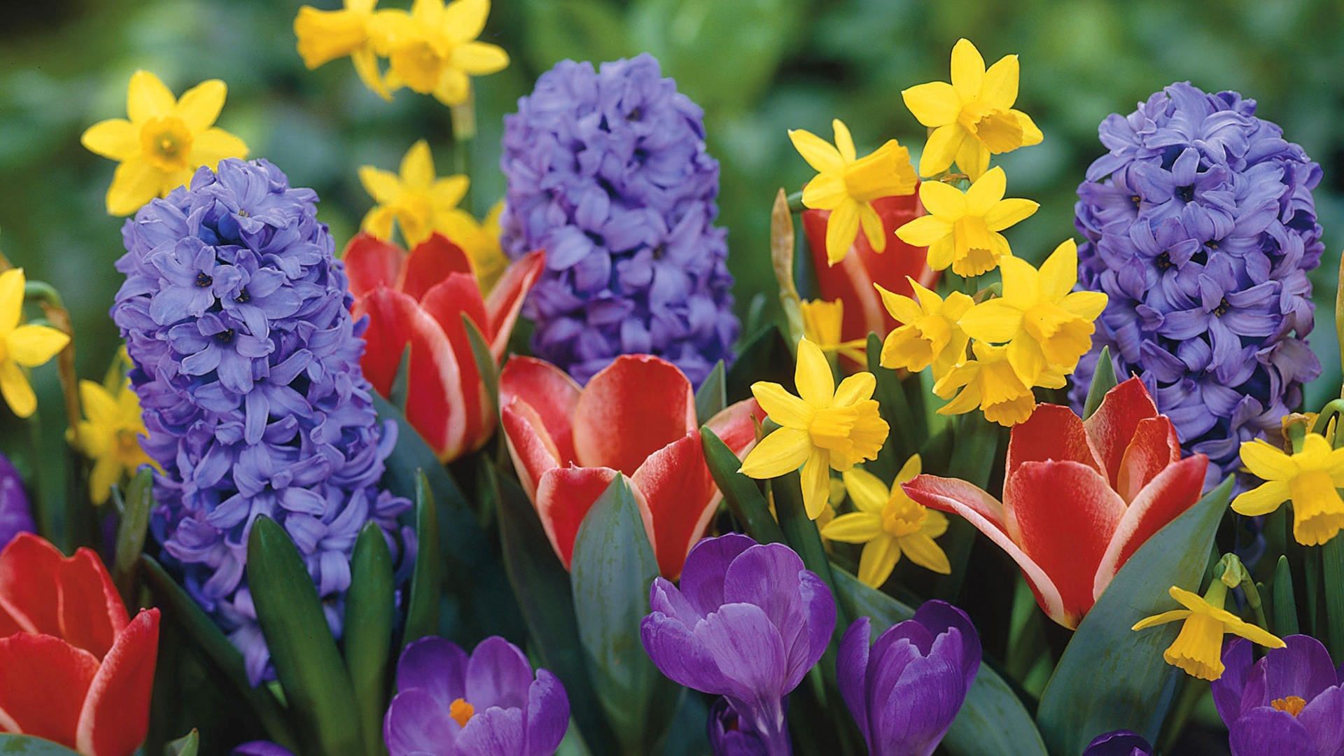 Spring Flowers Live Wallpaper Android Apps On Google - Spring Flowers High Resolution - HD Wallpaper 